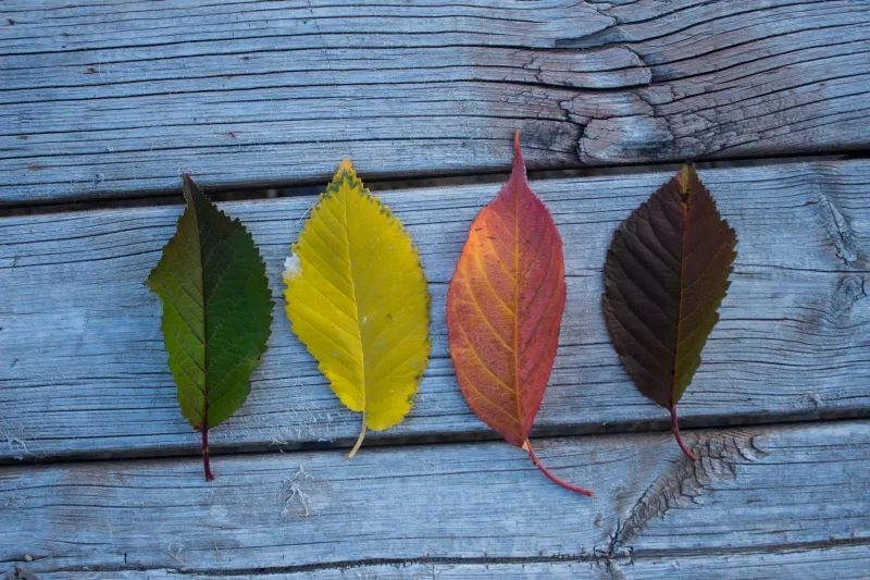 Fear by the Calendar: How Certain Phobias Follow the Seasons